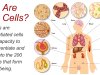 Stem Cells