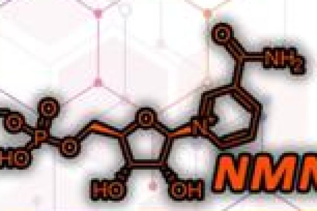 Cell size regulates human endoderm specification through actomyosin-dependent AMOT-YAP signaling