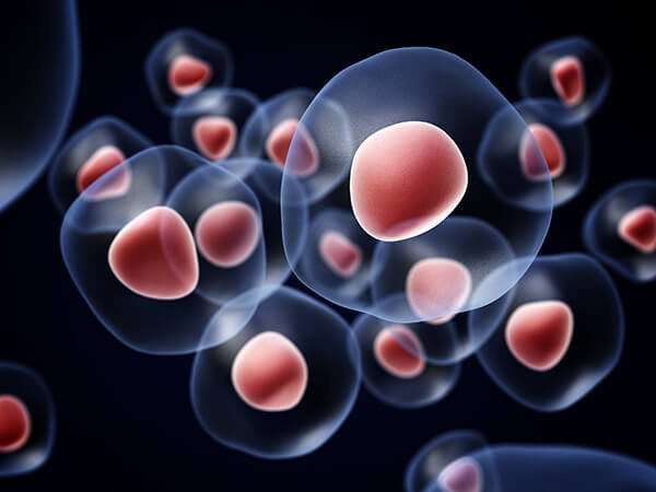 Where Do Stem Cells Come From?