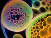 What is Stem Cell